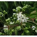 Sieben Söhne des Himmels Strauch 125-150cm - Heptacodium miconioides