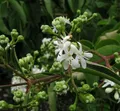 Sieben Söhne des Himmels Strauch 125-150cm - Heptacodium