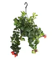 Dehner Schamblume Mona Lisa, Aeschynanthus radicans, in Blumenampel, 40-45 cm, Ø Topf 15 cm, Zimmerpflanze