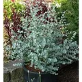 Winterharter Eukalyptus Azura 40-60cm - Eucalyptus gunnii