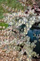 Sedum sieboldii 'Mediovariegatum' 9x9 cm Topf – Winterhart, Mehrjährig, Pflegeleicht – Fetthenne – Bodendecker für Steingarten & Beet