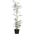 Eucalyptus Silver Dollar Eukalyptus Silberblau 60–80 cm