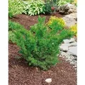 Taxus media 'Farmen' 25-30 cm