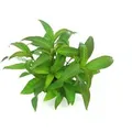 Dennerle Plants Aquariumpflanze Hygrophila Corymbosa Stricta XML Pflanze