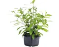 Riesenwasserfreund - Hygrophila corymbosa ´Stricta´ XXL