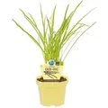 Exotenherz Knobi-Gras in Bio-Qualität Thulbaghia Violacea Kräuterpflanze im 12cm Topf