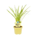 Exotenherz Gewürzkraut Knobi-Gras in Thulbaghia violacea Kräuterpflanze im 12cm Topf