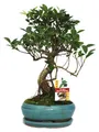 Bonsai Chinesischer Feigenbaum - Ficus retusa - ca. 8 Jahre