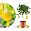 Meine Orangerie Amalfi Zitronenbaum Mezzo - echte Amalfi-Zitrone (Sfusato Amalfitano) - fruchtreife Zitruspflanze - veredelte Zitrone