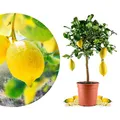 Meine Orangerie Amalfi Zitronenbaum Mezzo - echte Amalfi-Zitrone (Sfusato Amalfitano) - fruchtreife Zitruspflanze - veredelte Zitrone - Citrus Limon amalphitanum - Lemon Tree (Topf Ø 20cm)