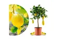 Meine Orangerie Zitronenbaum Amalfi - Sfusato Amalfitano, echte Amalfi Zitrone, professionell veredelter und fruchtreifer Zitrusbaum