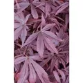 Acer Palmatum Shaina Japanischer Ahorn Kompakt 60–80 cm