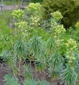 Garten-Wolfsmilch - Euphorbia characias
