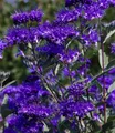 BALDUR Garten Zierstrauch Bartblume 'Blauer Spatz®', 1 St., Bartblumenstrauch, winterhart, mehrjährig, reichblühend