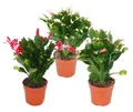 Weihnachtskaktus – Schlumbergera – 3er-Set