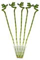 5er Set Glücksbambus 'Lucky Bamboo' spiralförmig im Röhrchen Dracaena Sanderiana ca. 40 cm hoch
