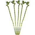 Exotenherz 5Er Set Glücksbambus Lucky Bamboo Spiralförmig im Röhrchen Dracaena Sanderiana ca. 40 cm Hoch