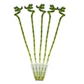 5er Set Glücksbambus 'Lucky Bamboo' spiralförmig im Röhrchen Dracaena Sanderiana ca. 40 cm hoch