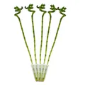 5er Set Glücksbambus 'Lucky Bamboo' - spiralförmig - im Röhrchen - 40cm