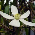 Waldrebe armandii - Clematis armandii  | 50-60 cm in Container