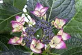Hydrangea macrophylla 'Dark Angel', Hortensie, dunkelrot, 30–40 cm
