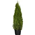 Thuja occidentalis 'Smaragd' 120-140 cm