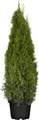 Thuja occidentalis 'Smaragd' 120-140 cm – Winterhart, Immergrün, Pflegeleicht – Lebensbaum – Heckenpflanze für Garten & Sichtschutz