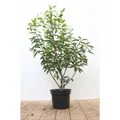 Prunus,usitanica 'Angustifolia' 40-60 cm
