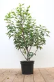 Prunus lusitanica 'Angustifolia' 40-60 cm – Winterhart, Immergrün, Pflegeleicht – Portugiesischer Kirschlorbeer – Heckenpflanze für Garten & Sichtschutz