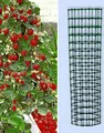 BALDUR Garten Kletter-Erdbeere 'Hummi®' und Dekorativer Rankturm;1 Set Erdbeere mit Rankhilfe, schnellwachsende Klettererdbeeren, selbstfruchtend, winterhart, extra lange & starke Ranken, blühend
