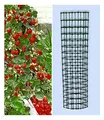 BALDUR Garten Kletter-Erdbeere 'Hummi®' und Dekorativer Rankturm;1 Set Erdbeere mit Rankhilfe, schnellwachsende Klettererdbeeren, selbstfruchtend, winterhart, extra Lange & Starke Ranken, blühend