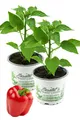 Enseleits 2x Roter Paprika, Paprika Pflanze im 2er Set,2 rote Paprikapflanzen...