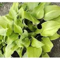 Funkie One Mans Treasure - Hosta Hybrid
