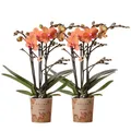 2 orange Phalaenopsis Orchideen - Bozen 9cm blühende Zimmerpflanze