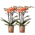 2x Phalaenopsis Orchideen Set orange 40 cm hoch Ø 9 cm Blühende Zimmerpflanze