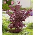 BALDUR Garten 1x Japanischer Ahorn 'Burgund', Pflanze im 12 cm-Topf, Ahornbaum, rote Blätter, winterhart, sehr pflegeleicht, Acer palmatum atropur...