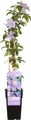 Waldrebe - Clematis Justa - Ø15cm - 65cm