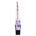 Waldrebe - Clematis Justa - Ø15cm - ↕65cm