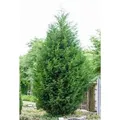 Cupressocyparis,eylandii 125-150 cm