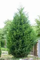 Pflanzen für Dich Konifere Cupressocyparis leylandii, 1 St., Leyland-Zypresse, Leyland-Zypressenhybride, schnellwachsend, immergrün