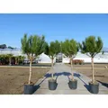 Pinus Pinea Mittelmeerkiefer 180 cm Pinie Kiefer Stamm Premium XL Stamm, winterhart