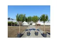 Pinus Pinea Mittelmeerkiefer 180 cm Pinie Kiefer Stamm Premium XL Stamm, winterhart