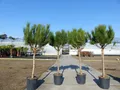 Pinus Pinea Mittelmeerkiefer 180 cm Pinie Kiefer Stamm Premium Stamm winterhart