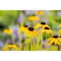 Rudbeckia Fulgida Var.speciosa Sonnenhut Ca. 9x9 cm Topf
