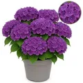 Exotenherz Hortensia Hydrangea Forever & Ever Lila 7-12 Blühten 23cm Topf