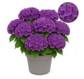 Exotenherz Beetpflanze Exotenherz - Hortensia - Hydrangea Lila - 7-12 Blühten - 23cm Topf
