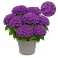 Exotenherz - Hortensia - Hydrangea Forever & Ever - Lila 7-12 Blühten 23cm Topf