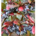 Großblättrige Berberitze 20-25cm - Berberis julianae