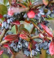 Großblättrige Berberitze 20-25cm - Berberis julianae - lebende Gartenpflanze aus den Baumschulen