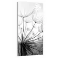 DEQORI Magnettafel 'Pusteblume Nahaufnahme', Whiteboard Pinnwand beschreibbar grau|schwarz 50 cm x 100 cm